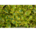 ABELIA x grandiflora 'Sunshine Daydream'® ABELIA x grandiflora 'Sunshine Daydream'®
