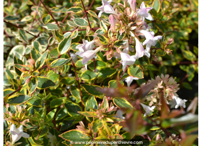 ABELIA x grandiflora 'Sunshine Daydream'® ABELIA x grandiflora 'Sunshine Daydream'®