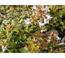 ABELIA x grandiflora 'Sunshine Daydream'® ABELIA x grandiflora 'Sunshine Daydream'®