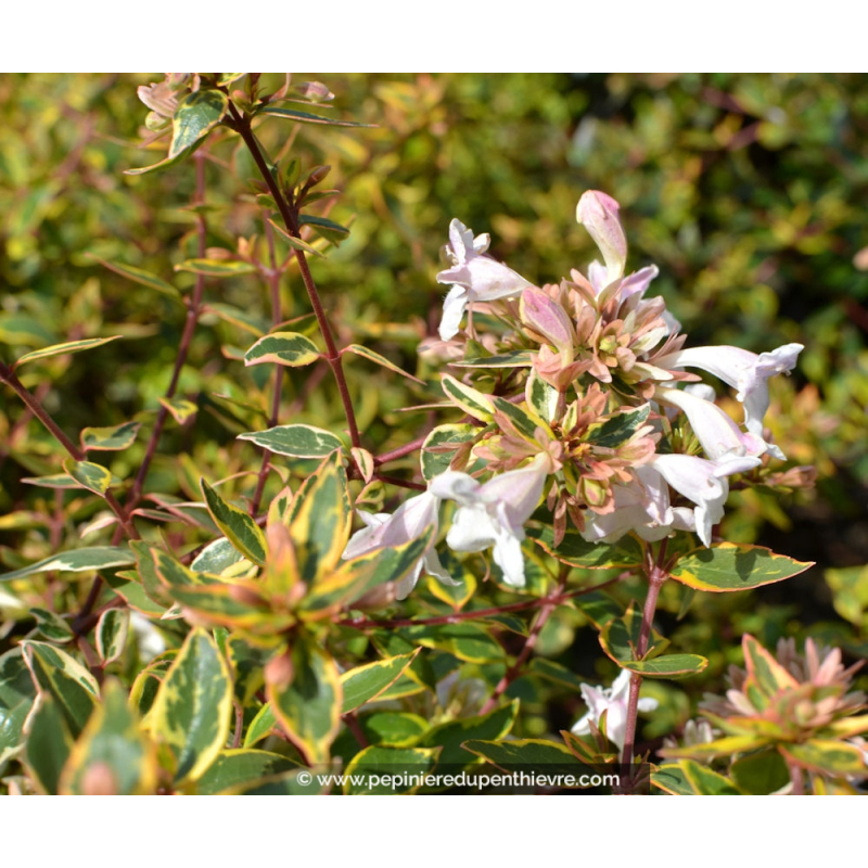 ABELIA x grandiflora 'Sunshine Daydream'®