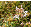 ABELIA x grandiflora 'Sunshine Daydream'® ABELIA x grandiflora 'Sunshine Daydream'®
