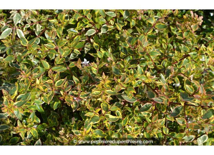 ABELIA x grandiflora 'Sunshine Daydream'® ABELIA x grandiflora 'Sunshine Daydream'®