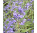 Caryopteris x clandonensis 'Kew Blue'