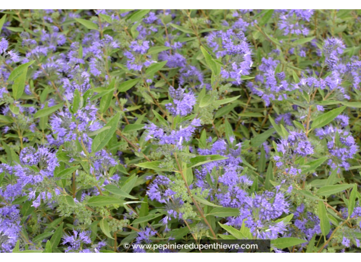 Caryopteris x clandonensis 'Kew Blue'