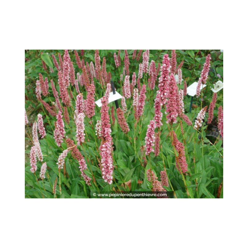 PERSICARIA affinis 'Darjeeling Red'