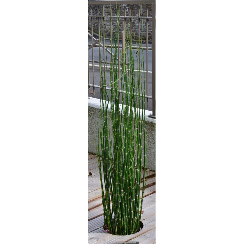 EQUISETUM camtschatcense