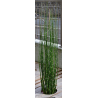 EQUISETUM camtschatcense