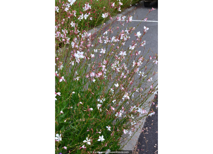 GAURA lindheimeri GAURA lindheimeri