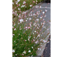 GAURA lindheimeri GAURA lindheimeri