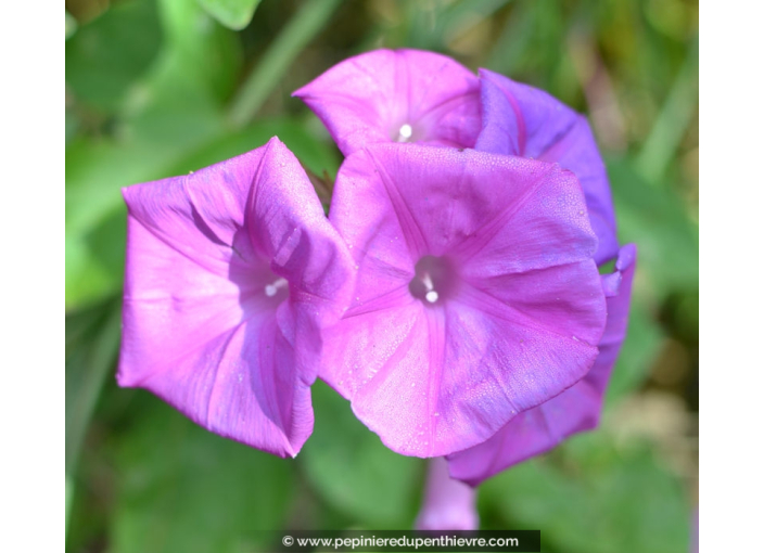 IPOMOEA learii