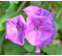 IPOMOEA learii