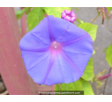 IPOMOEA learii