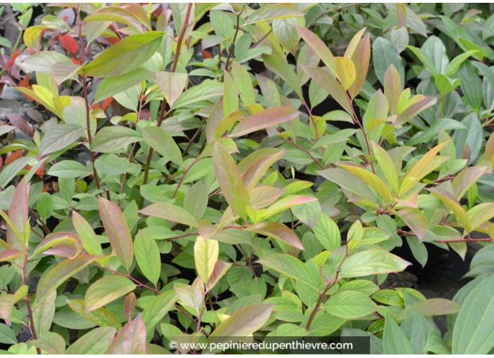 ITEA virginica 'Henry's Garnet'