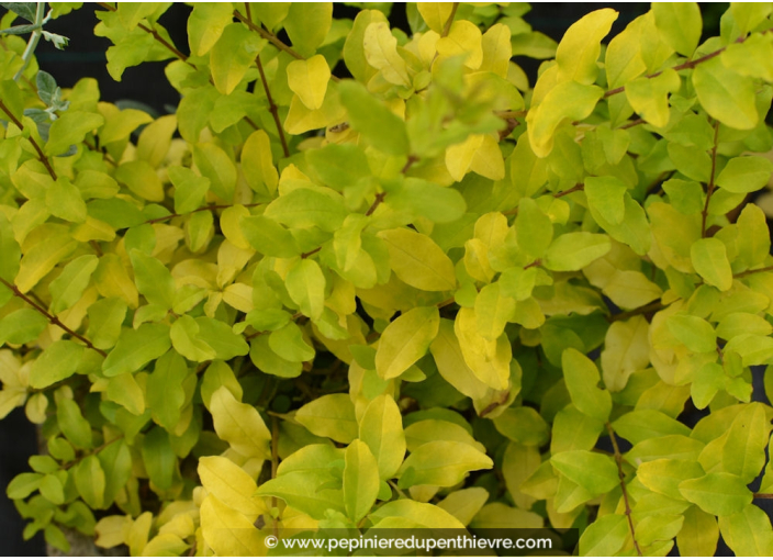 LIGUSTRUM sinensis 'Lemon & Lime' ®
