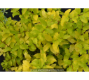 LIGUSTRUM sinensis 'Lemon & Lime' ®