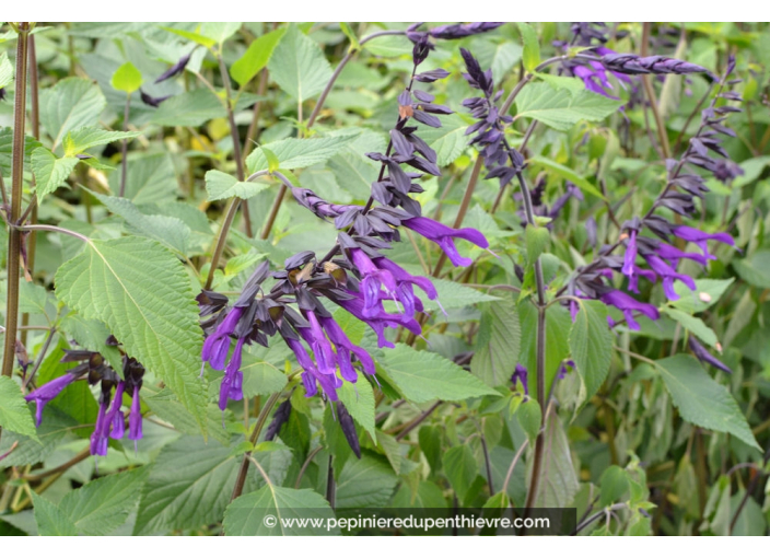SALVIA 'Amistad' ® SALVIA 'Amistad' ®