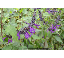 SALVIA 'Amistad' ® SALVIA 'Amistad' ®