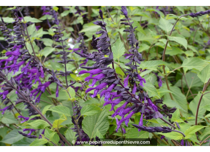 SALVIA 'Amistad' ® SALVIA 'Amistad' ®
