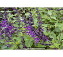 SALVIA 'Amistad' ® SALVIA 'Amistad' ®
