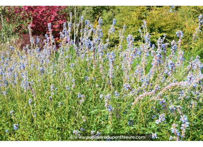 SALVIA uliginosa