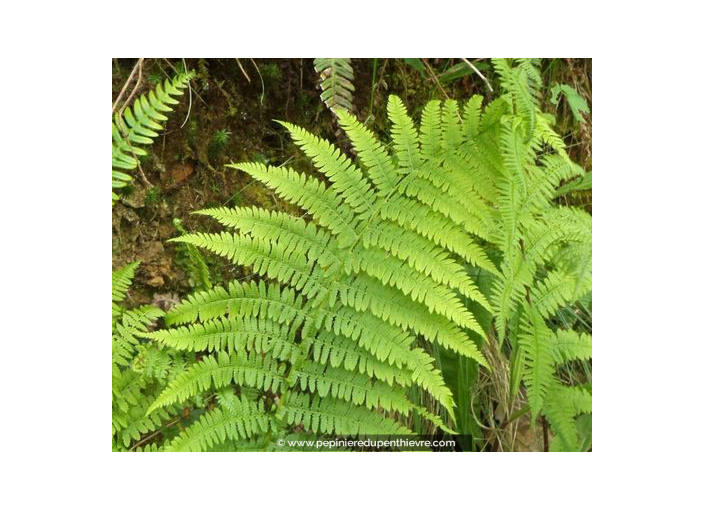 ATHYRIUM filix-femina ATHYRIUM filix-femina