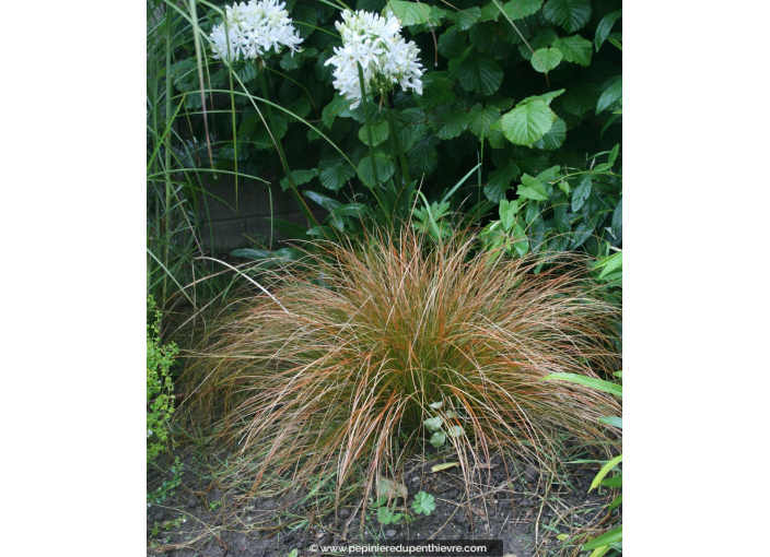 CAREX testacea