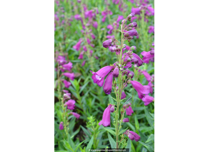 PENSTEMON hybride 'Gloire des 4 rues'