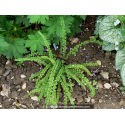 ATHYRIUM filix-femina \'Frizelliae\'