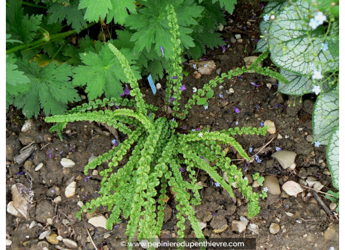 ATHYRIUM filix-femina 'Frizelliae'