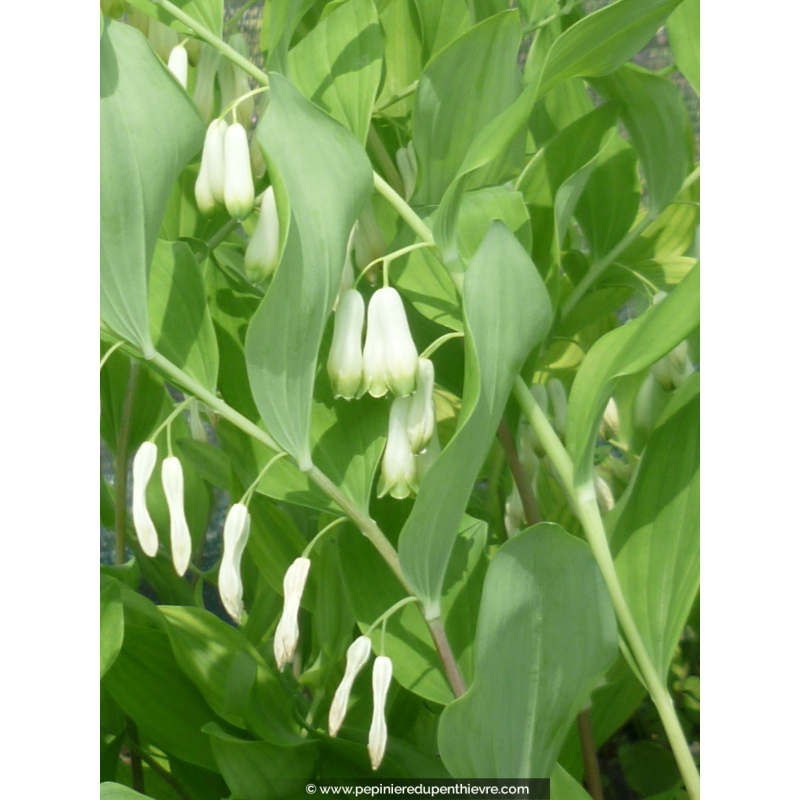 POLYGONATUM multiflorum