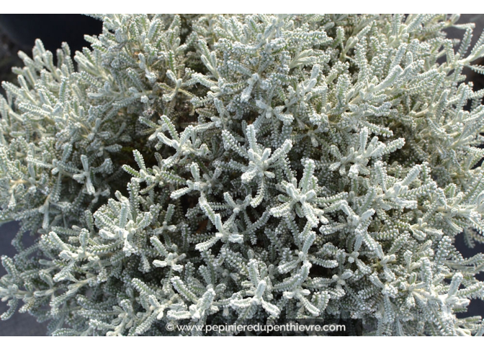 SANTOLINA chamaecyparissus