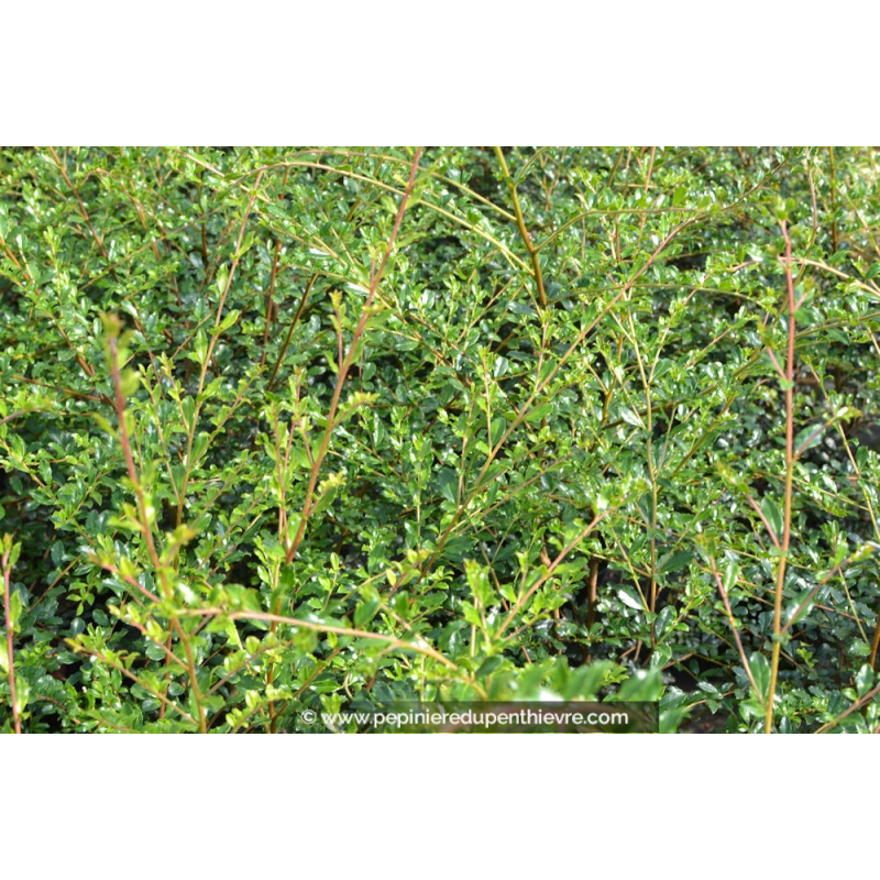 AZARA microphylla