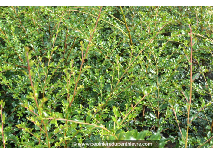 AZARA microphylla