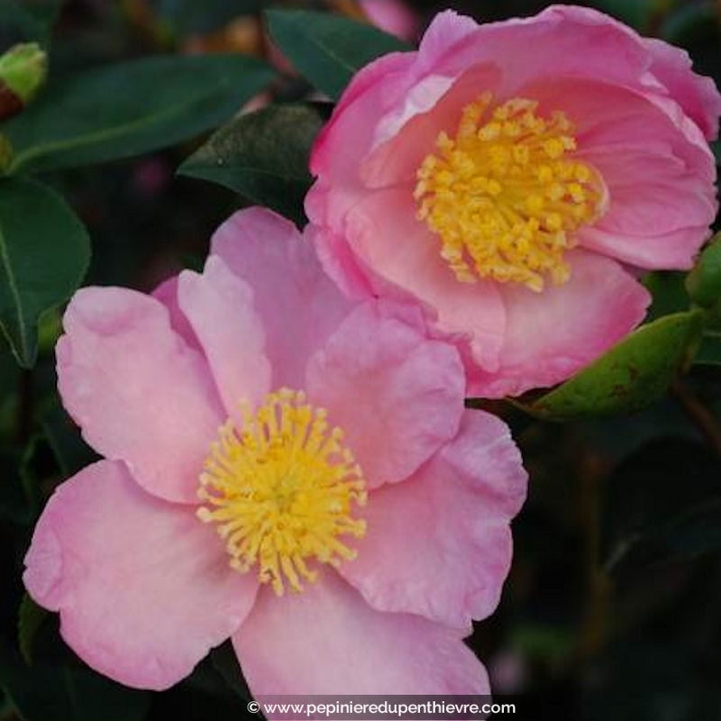 CAMELLIA sasanqua 'Plantation Pink' (4 ans)