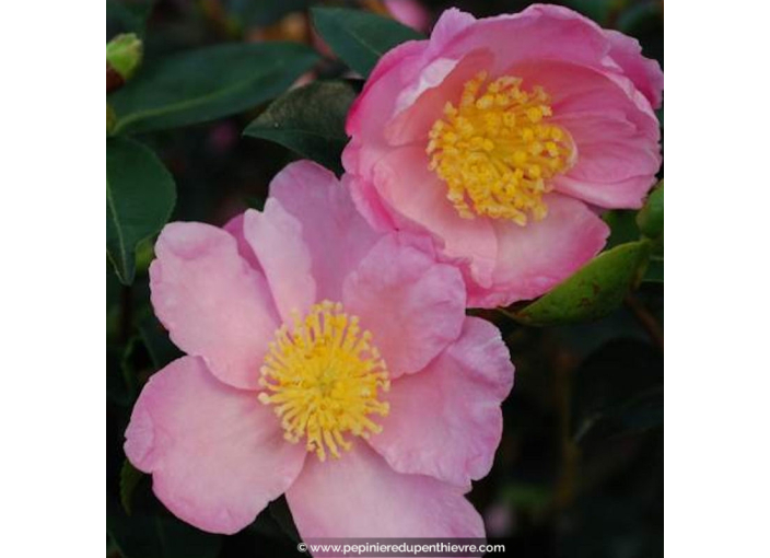 CAMELLIA sasanqua 'Plantation Pink' (4 ans)