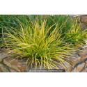 CAREX oshimensis \'Everillo\'