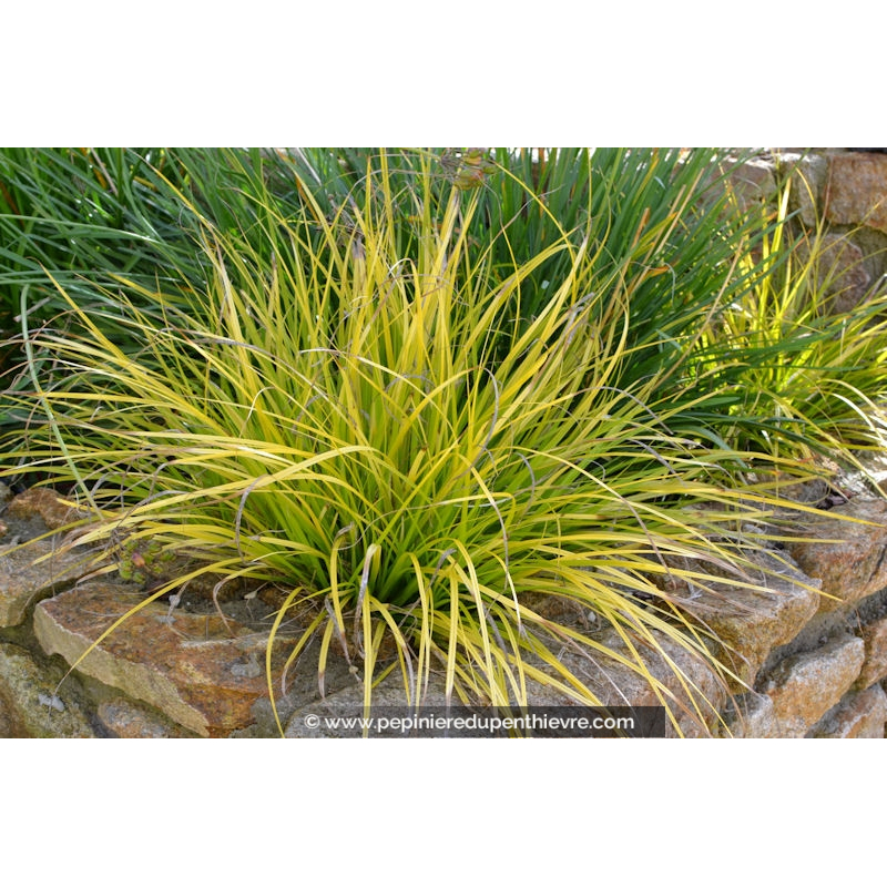 CAREX oshimensis 'Everillo'®