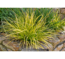 CAREX oshimensis 'Everillo'®