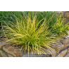 CAREX oshimensis \'Everillo\'