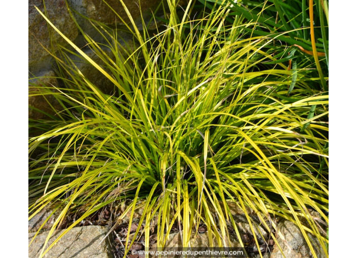CAREX oshimensis 'Everillo'®