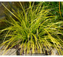 CAREX oshimensis 'Everillo'®