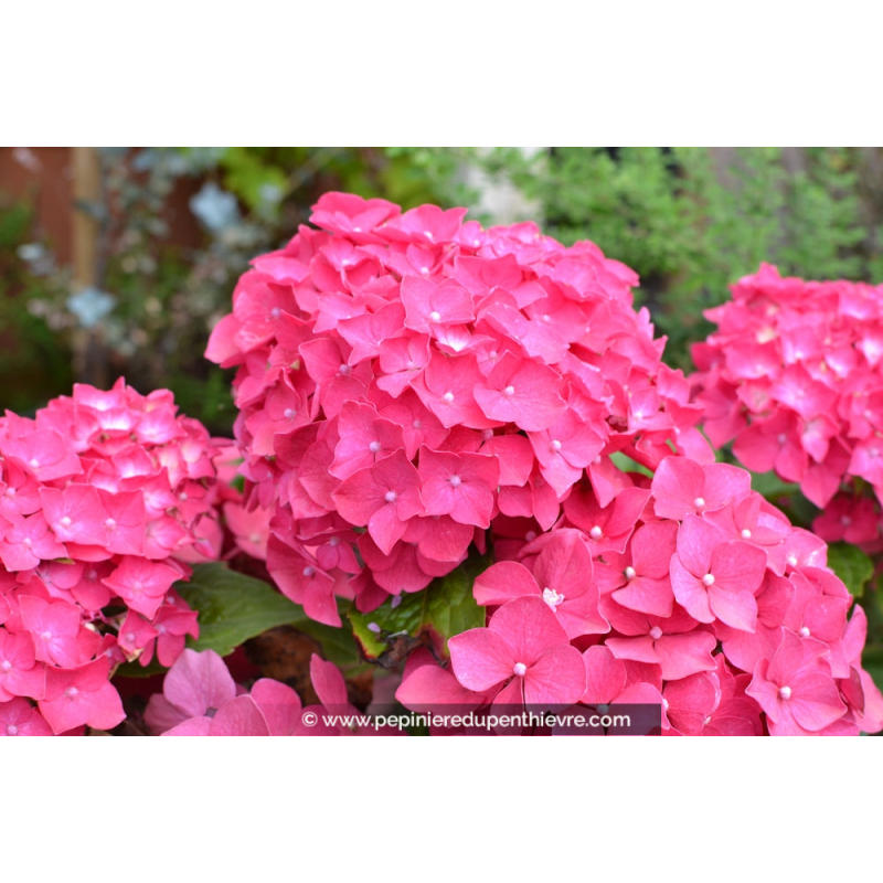 HYDRANGEA macrophylla 'Leuchtfeuer'