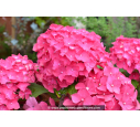 HYDRANGEA macrophylla 'Leuchtfeuer'