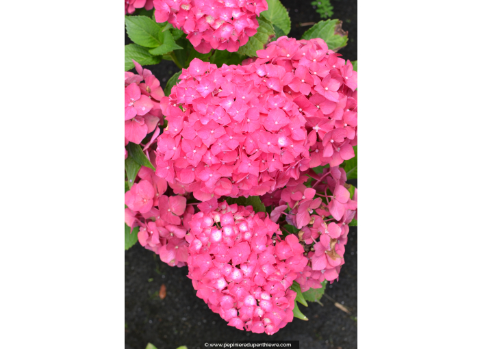 HYDRANGEA macrophylla 'Leuchtfeuer'