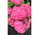 HYDRANGEA macrophylla 'Leuchtfeuer'