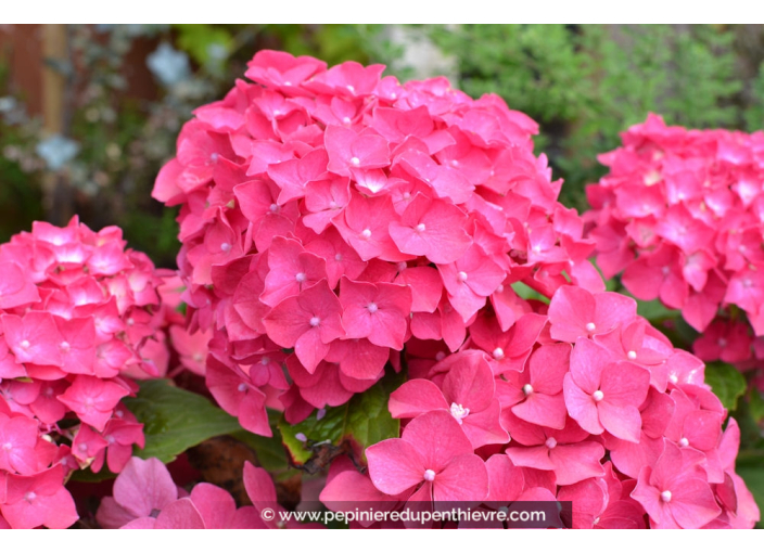 HYDRANGEA macrophylla 'Leuchtfeuer'