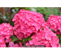 HYDRANGEA macrophylla 'Leuchtfeuer'