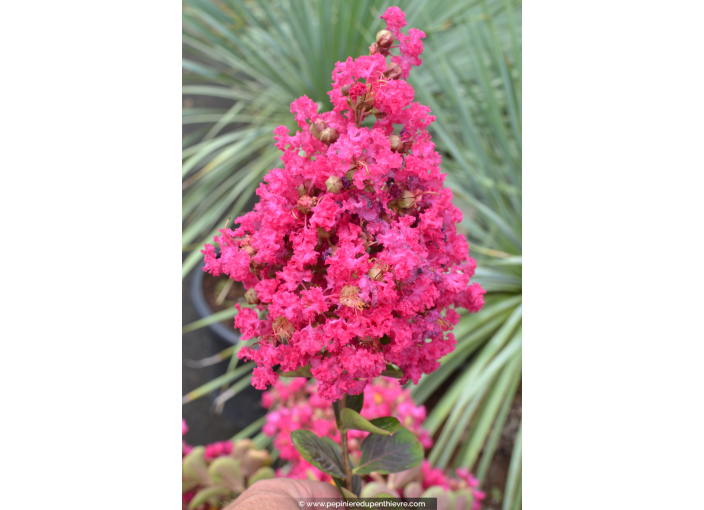 LAGERSTROEMIA indica 'Fuchsia d'été'® (rose fuchsia)