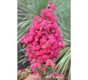 LAGERSTROEMIA indica 'Fuchsia d'été'® (rose fuchsia)