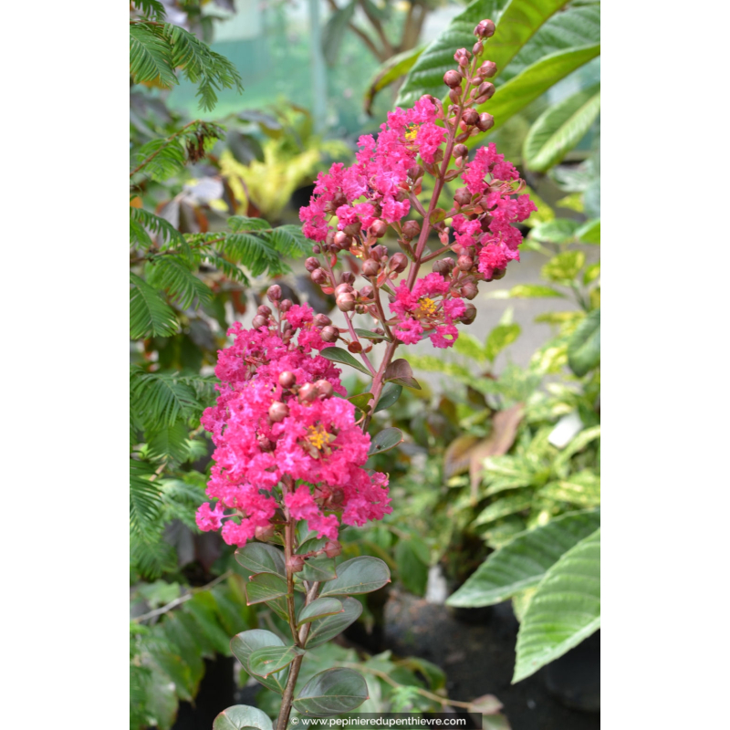 LAGERSTROEMIA indica 'Fuchsia d'été'® (rose fuchsia)